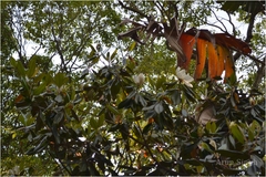 Magnolia grandiflora